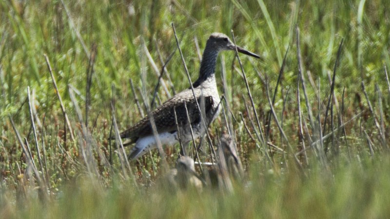 Marbled Godwit High Island_2010_04_24_3803.JPG